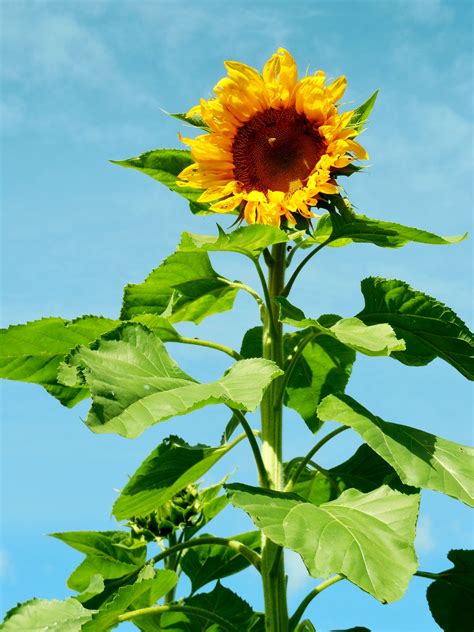 One Of Our Giant Sunflowers In The Garden Giant Sunflower Plants