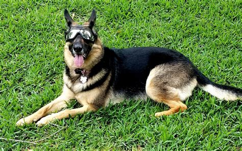 Doggles Sunglasses Help Protect Dogs With Pannus From Harmful Uv Rays