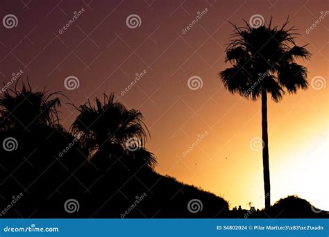 Palm Tree Silhouette At Sunset Stock Photo Image Of View Ecology