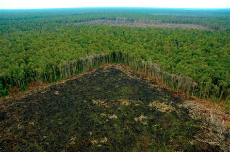 Restaurar Los Bosques Y Recuperar Degradación De Suelos Generaría