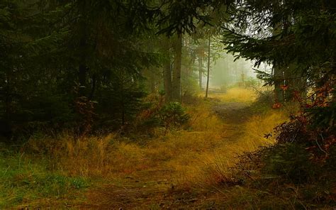 1920x1080px 1080p Free Download Dark Forest Trail Forest Autumn