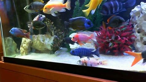 A View Into My 125 Gallon African Cichlid Tank Youtube