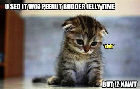 While ferguson said that everyone present handled the accident with dignity, the video caused an outpouring of laughter online. 110 Lovely Cat Memes