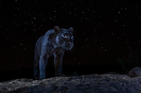 Photographer Waits 6 Months To Capture This Rare Black Leopard At Night