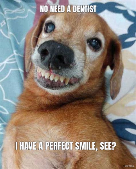 15 Funny Smiling Dog Memes Petpress