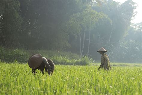 Workers People Rice Fields Farm Landscape Plant Gambar Orang Di