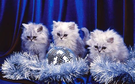 Christmas Kitten Desktop Wallpapers Wallpaper Cave