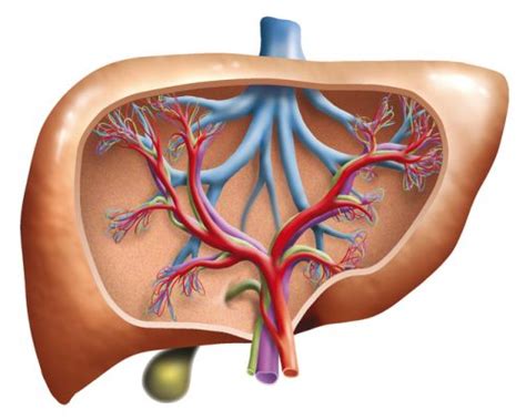 Primary Biliary Cirrhosis Causes Symptoms And Treatment