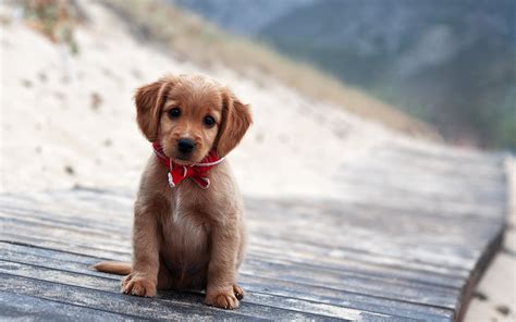 Puppy Wallpaper For Computer Pictures
