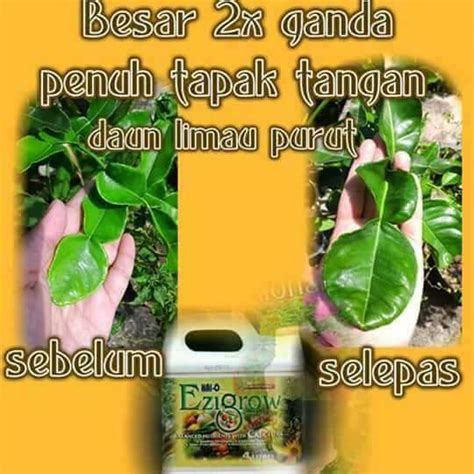 Raja din channel 750 views2 months ago. BAJA EZIGROW Pilihan Ramai. Pengedar diperlukan hubungi ...