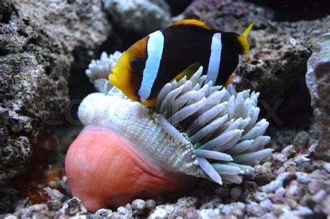 Nemo Fish And Sea Anemone Stock Image Colourbox