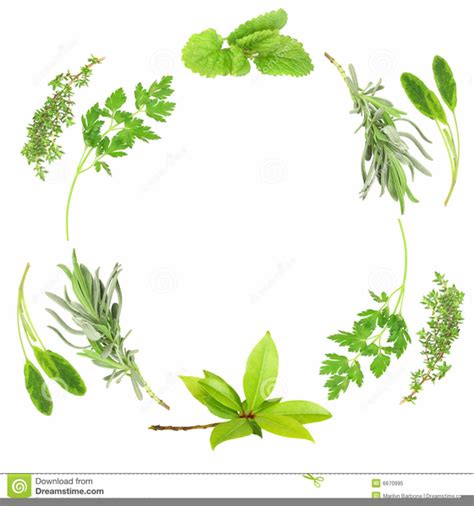 Free Herb Clipart Free Images At Vector Clip Art Online