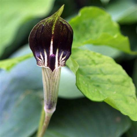 Arisaema triphyllum is a species in the genus arisaema which contains between 203 and 218. Dreiblatt-Feuerkolben - Arisaema triphyllum - rot
