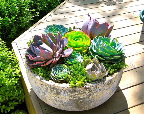 47 Fabulous Succulent Planting Ideas With Diy Tutorials You Must Look