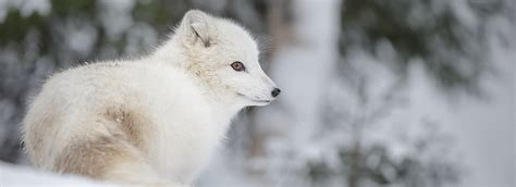 Pictures Of Animals In The Arctic Tundra - the meta pictures