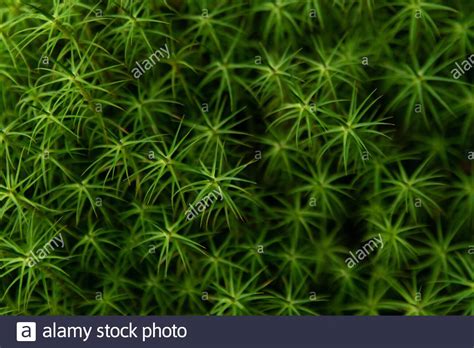 Spongy Texture Hi Res Stock Photography And Images Alamy
