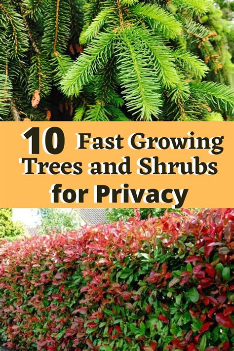 10 Fast Growing Evergreen Trees For Privacy Garden Down South