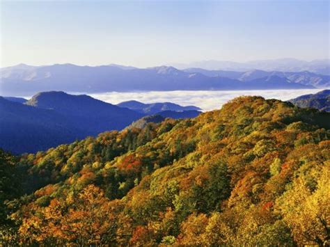 Forest In Autumn Color From Shot Beech Ridge Great Smoky Mountains