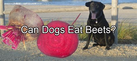 Can Dogs Eat Beets? – Pethority Dogs