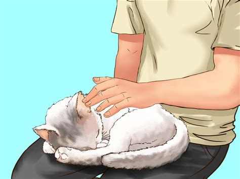 4 Ways To Take Care Of Your Aging Cat Wikihow