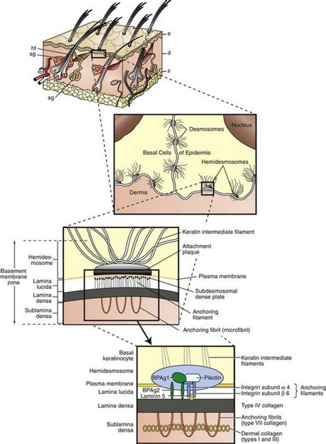 The basement membrane lies between the epidermis and the dermis, keeping the outside layer tightly connected to the inside layer. The Integument | Veterian Key