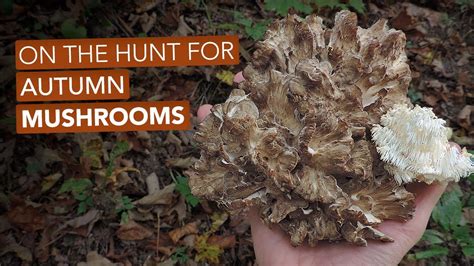 On The Hunt For Autumn Mushrooms Youtube