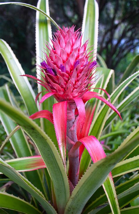 Pink Pineapple Bromeliad Photograph By Venetia Featherstone Witty