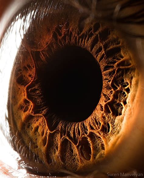 Amazingly Revealing Macro Photos Of The Human Eye Eye Close Up Eye