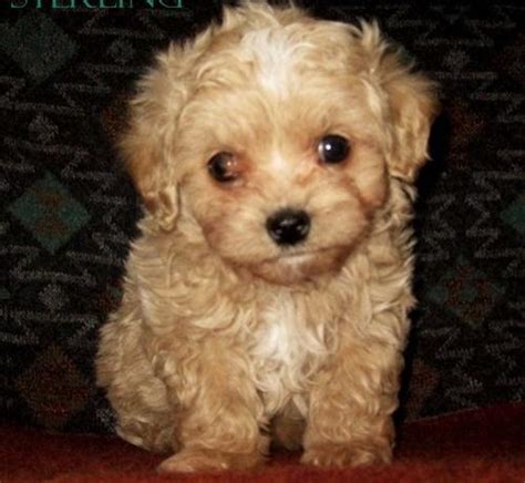 Puppies for sale from dog breeders near nashville, tennessee. Designer Breed Small Puppy for Sale - Adoption, Rescue for ...