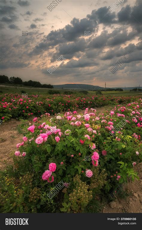Field Roses Beautiful Image And Photo Free Trial Bigstock