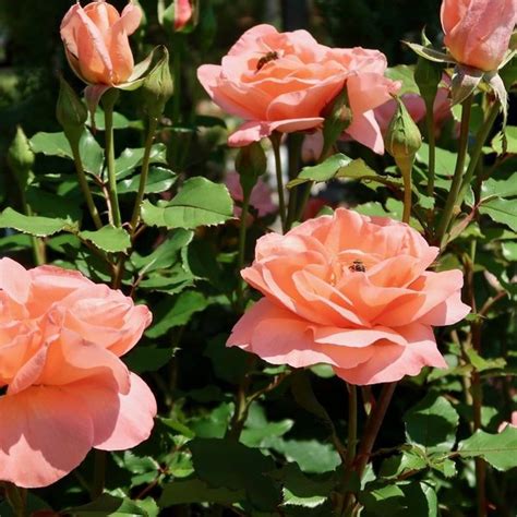 See more of poulsen roses japan on facebook. ROSE RENAISSANCE ROSE MATHILDE Poulsen Topf 6 l - SHOP ...