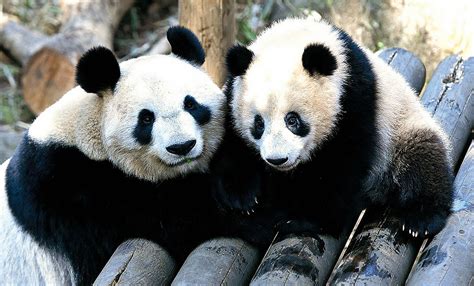 The site owner hides the web page description. 【東京】上野動物園からパンダが消える…17年誕生の ...