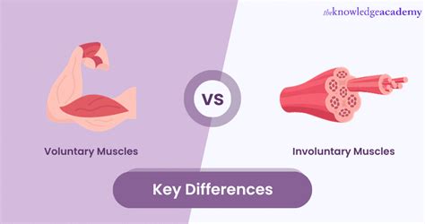 Difference Between Voluntary And Involuntary Muscles Explained