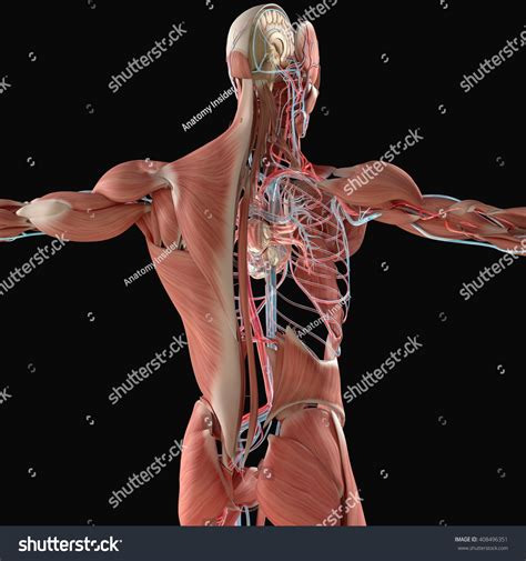 Human Anatomy Back 3d Illustration Muscular And Vascular System