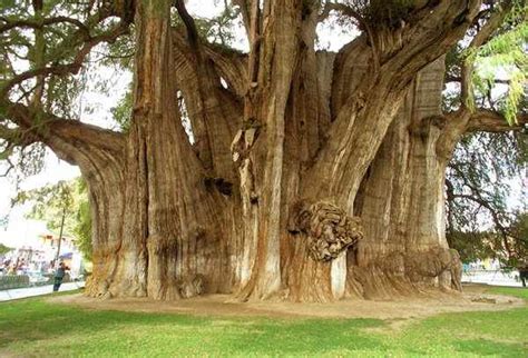 Look At Nature El Arbol Del Tule An Ahuehuete Or Montezuma Cypress