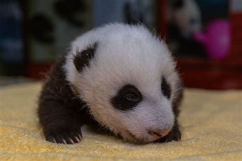 Sshh He Can Hear You National Zoos Baby Giant Panda Turns 8 Weeks