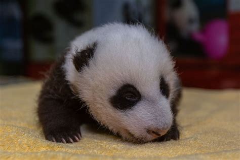 Sshh! He can hear you: National Zoo’s baby giant panda turns 8 weeks