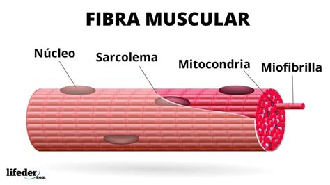 Sistema muscular humano funciones tejido muscular tipos de músculos