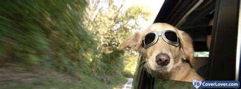Cool Dog With Glasses Animals Facebook Cover Maker