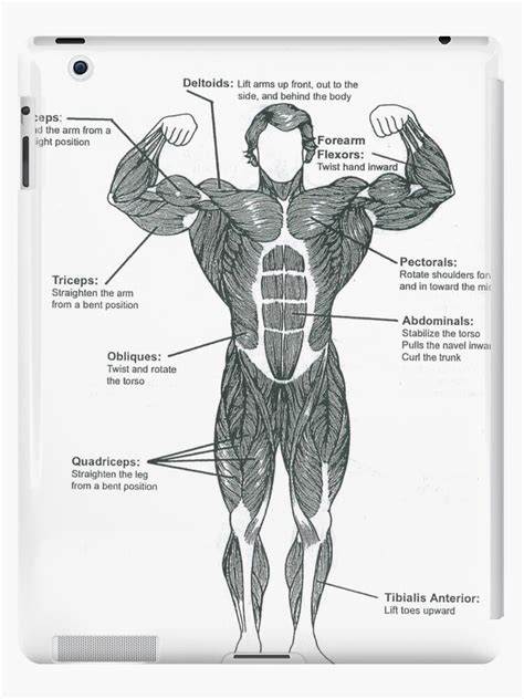 Diagram Female Muscle Chart Diagram Mydiagram Online