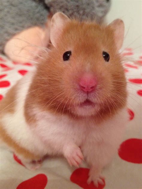 My Hamster Gives Me The Weirdest Cutest Looks Hamster Pics Baby