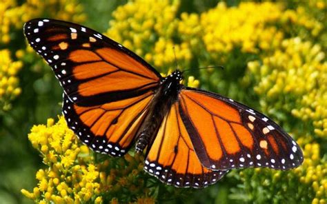 We did not find results for: Monarch Butterfly Wallpapers - Wallpaper Cave