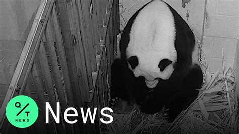 Giant Panda Mei Xiang Gives Birth To ‘miracle Cub At Smithsonian