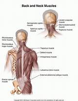 Pictures of Back Side Shoulder Pain