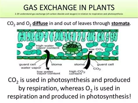 Give The Function Of Stomata In Leaf