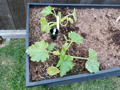 Check spelling or type a new query. Zucchini...Am I over watering or under watering? Plant is ...