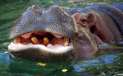 American Hippopotamus Or How The Us Tried To Import Hippos For Food