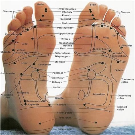 Foot Reflexology Chart Sole Therapy Massage