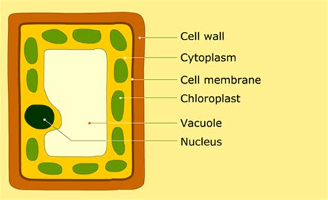 Photosynthesis occurs in the organelle called the chloroplast. 광합성 엽록체(Chloroplast)란 무엇인가? : 네이버 블로그