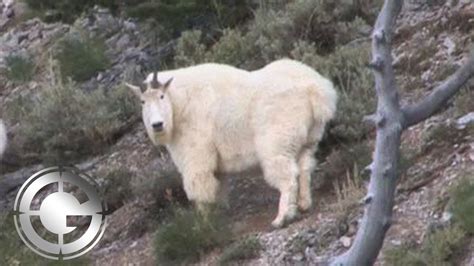 Utah Mountain Goat Muzzleloader Kill Shot Long Range Hunting Youtube